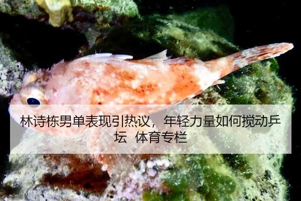 lin-shi-dong-nan-dan-biao-xian-yin-re-yi-nian-qing-li-liang-ru-he-jiao-dong-ping-tan-ti-yu-zhuan-lan-2-728.jpg